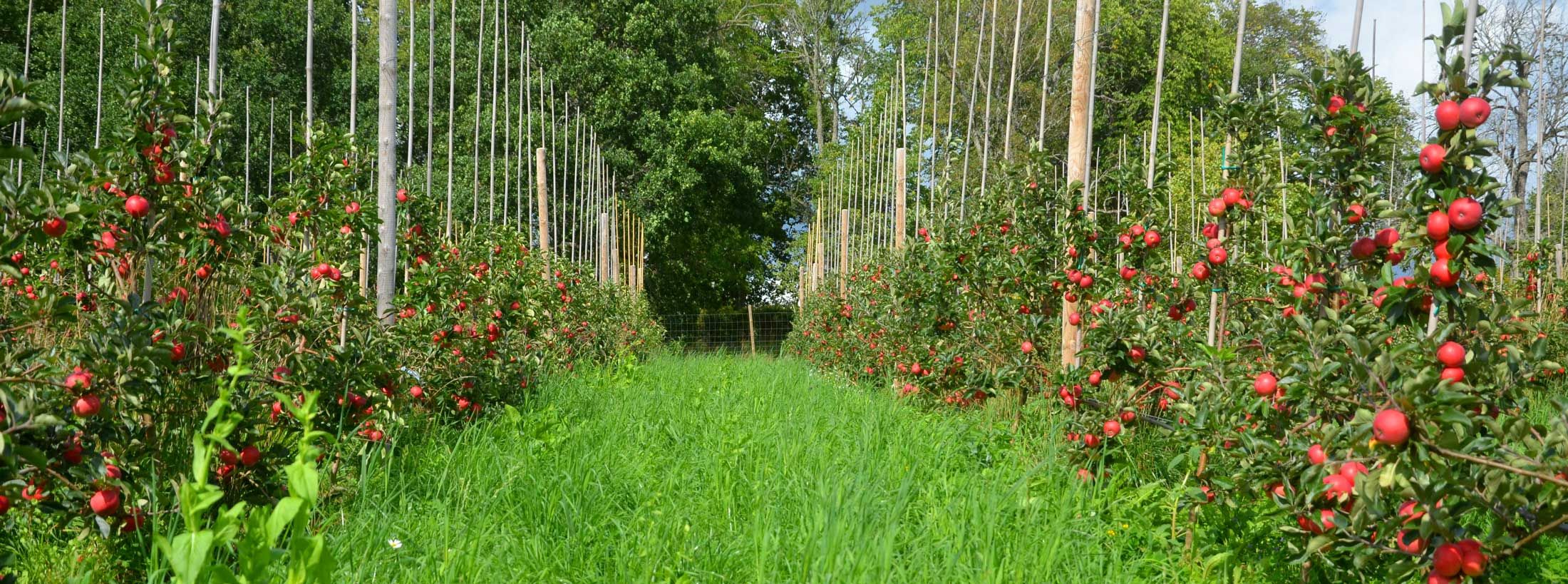 Ekologisk äppelodling på Söderö Gård