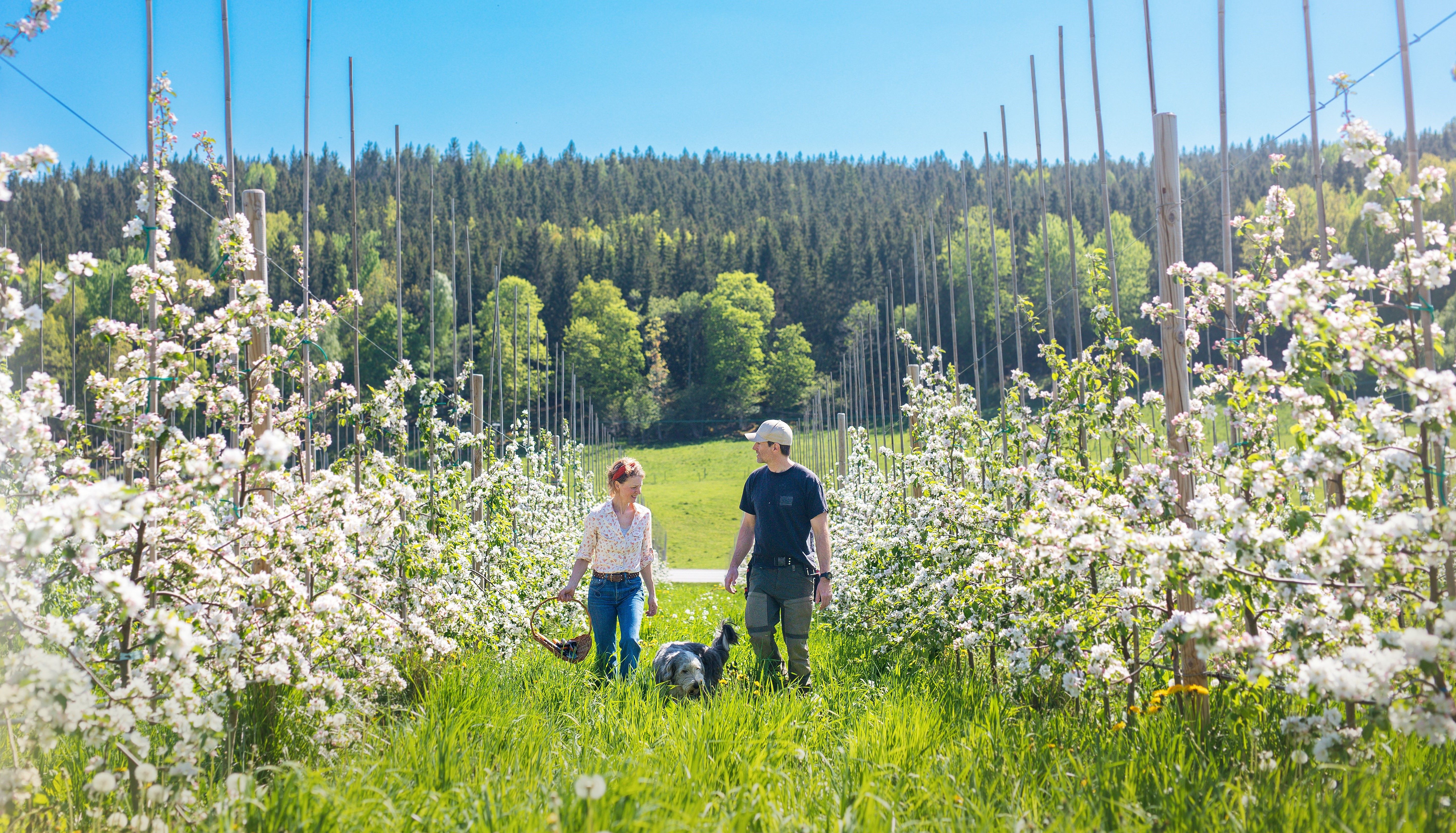 Välkommen till Söderö Gård - Jakt, Hund, Häst och äppelodling